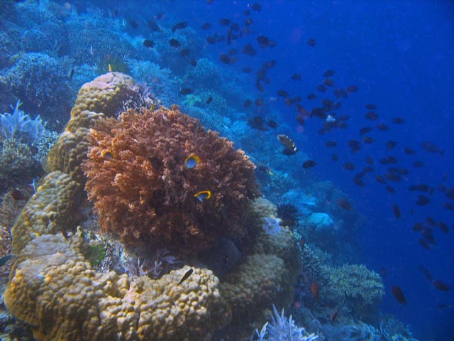 Diving around Bunaken island, Alban dive site. Sulawesi,  Indonesia.