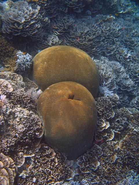 Diving around Bunaken island, Alban dive site. Sulawesi,  Indonesia.