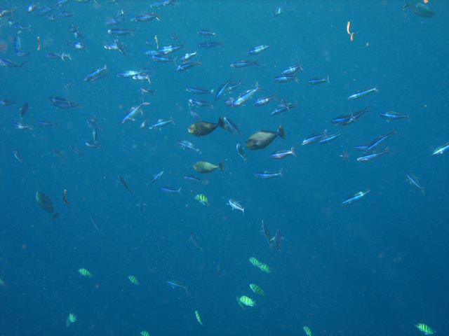 Diving around Bunaken island, Alban dive site. Sulawesi,  Indonesia.