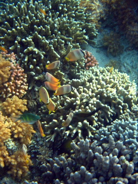 Diving around Bunaken island, Alban dive site. Sulawesi,  Indonesia.