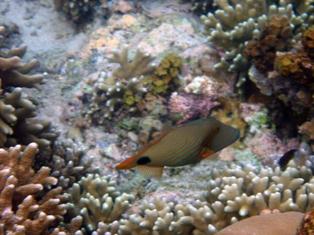 Diving around Bunaken island, Alban dive site. Sulawesi,  Indonesia.