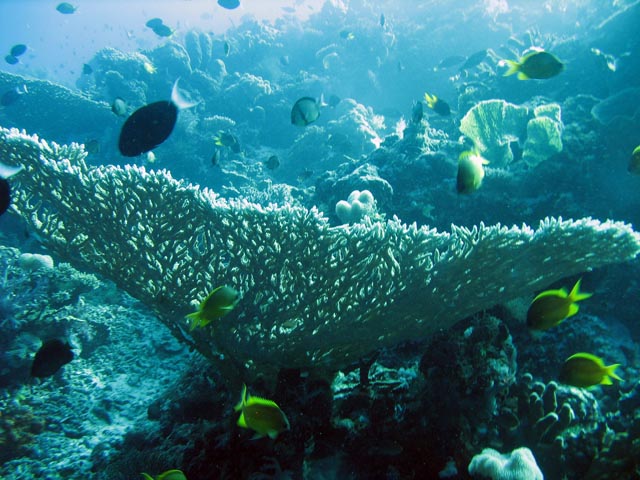 Diving around Togian islands, Kadidiri, Taipee Wall dive site. Sulawesi,  Indonesia.