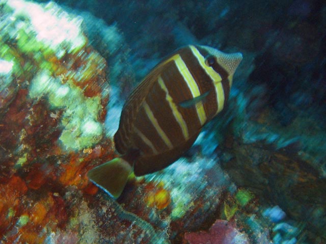 Diving around Togian islands, Kadidiri, Taipee Wall dive site. Sulawesi,  Indonesia.