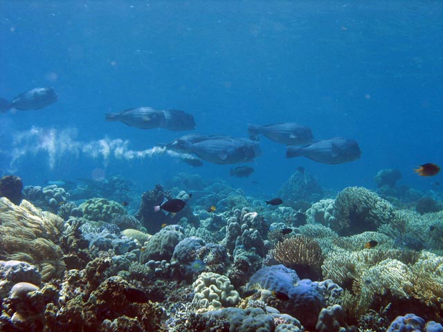 Double-headed Parrotfish (Bolbometopon muricatum). Diving around Togian islands, Kadidiri, Taipee Wall dive site. Sulawesi,  Indonesia.