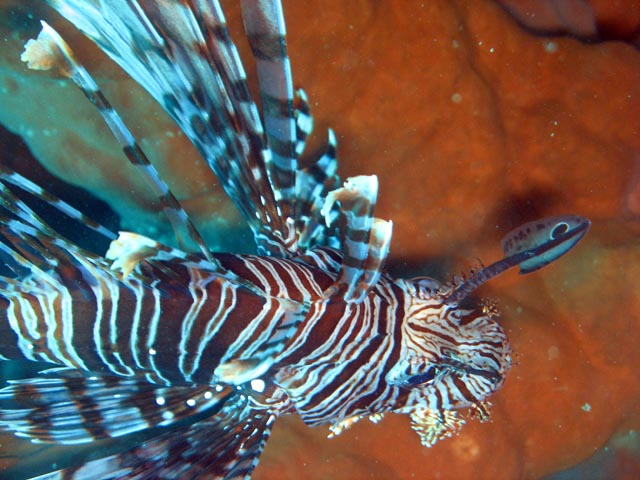 Lionfish. Diving around Togian islands, Kadidiri, plane wreck B24 from the 2nd World War sunken on Mai 3rd, 1945. Sulawesi,  Indonesia.