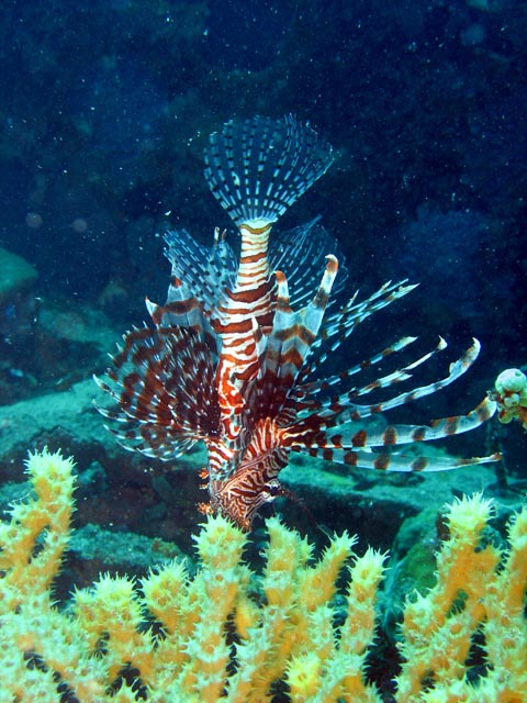 Lionfish. Diving around Togian islands, Kadidiri, plane wreck B24 from the 2nd World War sunken on Mai 3rd, 1945. Sulawesi,  Indonesia.