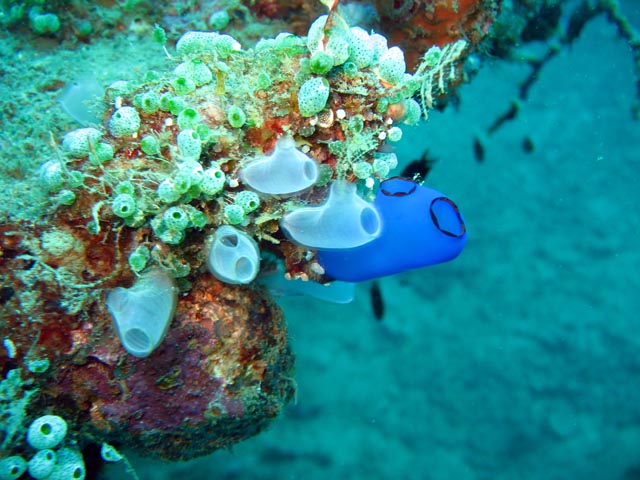 Diving around Togian islands, Kadidiri, plane wreck B24 from the 2nd World War sunken on Mai 3rd, 1945. Sulawesi,  Indonesia.