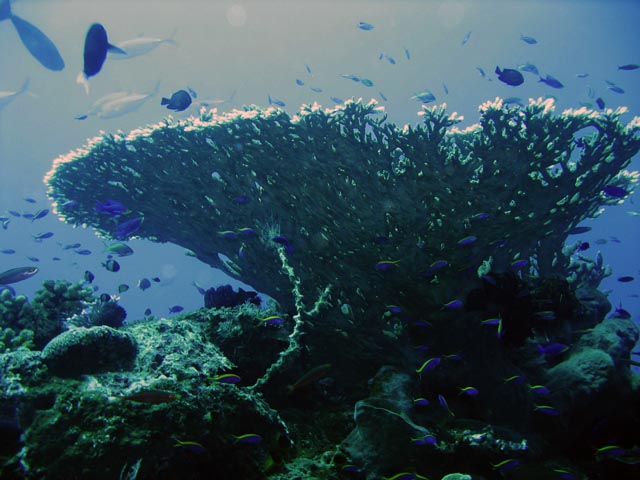 Diving around Togian islands, Una Una, Fishermania/Pinacle dive site. Sulawesi,  Indonesia.