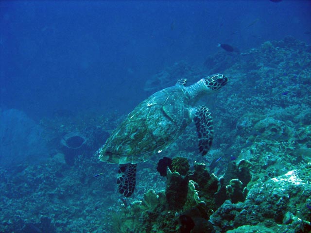 Diving around Togian islands, Una Una, Fishermania/Pinnacle dive site. Sulawesi,  Indonesia.