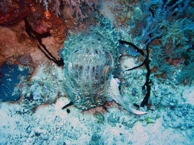 Squid. Diving around Togian islands, Kadidiri, Dominic Rock dive site. Sulawesi,  Indonesia.
