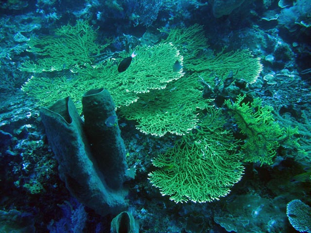 Diving around Togian islands, Kadidiri, Dominic Rock dive site. Sulawesi,  Indonesia.