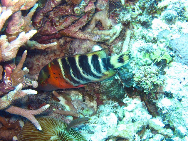 Diving around Togian islands, Kadidiri, Dominic Rock dive site. Sulawesi,  Indonesia.