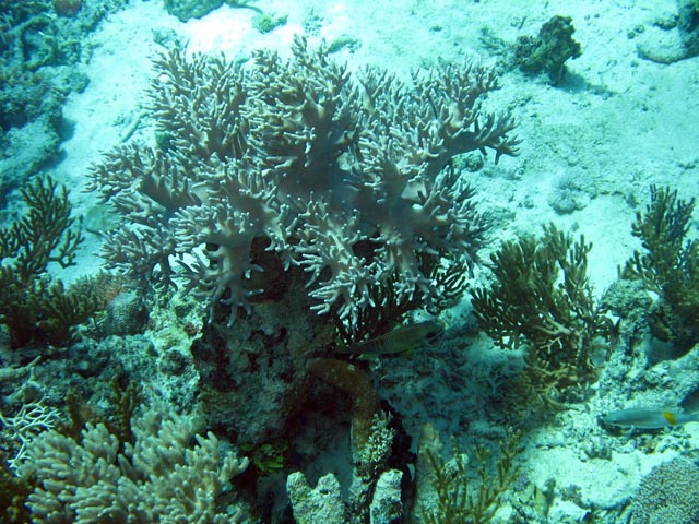 Diving around Togian islands, Kadidiri, Dominic Rock dive site. Sulawesi,  Indonesia.
