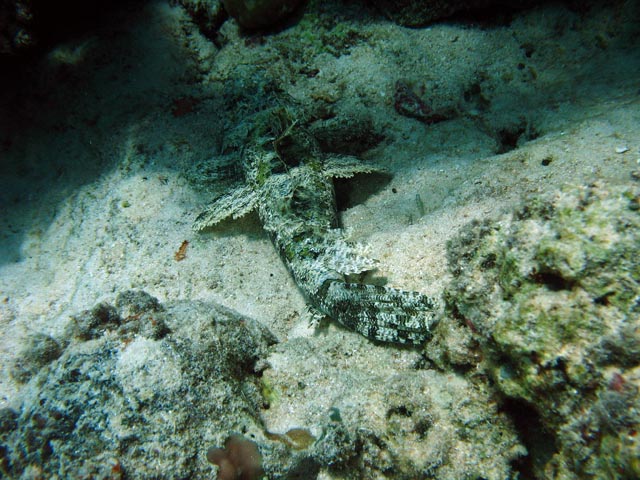 Crocodile Fish. Diving around Togian islands, Kadidiri, Dominic Rock dive site. Sulawesi,  Indonesia.