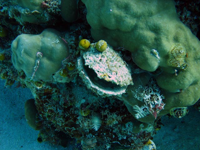 Diving around Togian islands, Kadidiri, Taipai island dive site. Sulawesi,  Indonesia.