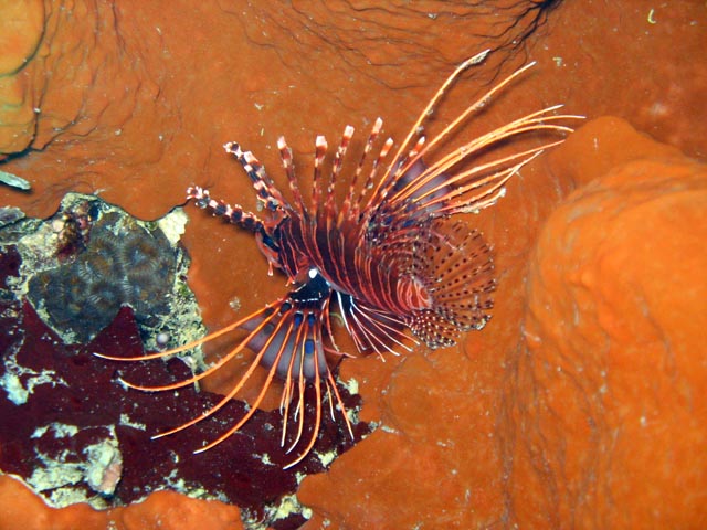Lionfish. Diving around Togian islands, Kadidiri, Taipai island dive site. Sulawesi,  Indonesia.
