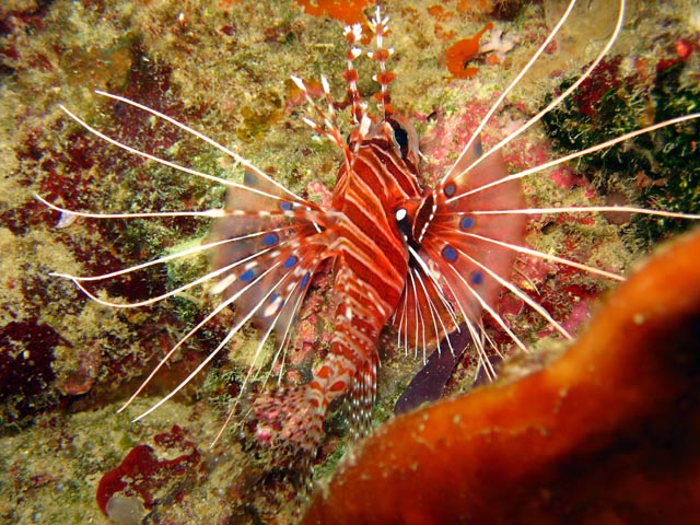 Lionfish. Diving around Togian islands, Kadidiri, Taipai island dive site. Sulawesi,  Indonesia.