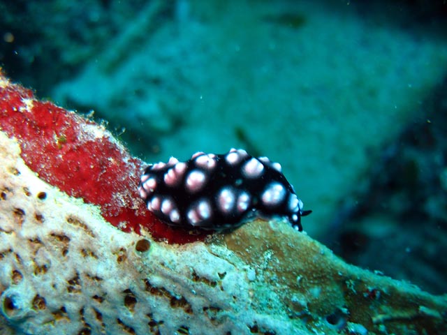Polyclad flatworn. Diving around Biak islands, Catalina wreck dive site. Papua,  Indonesia.