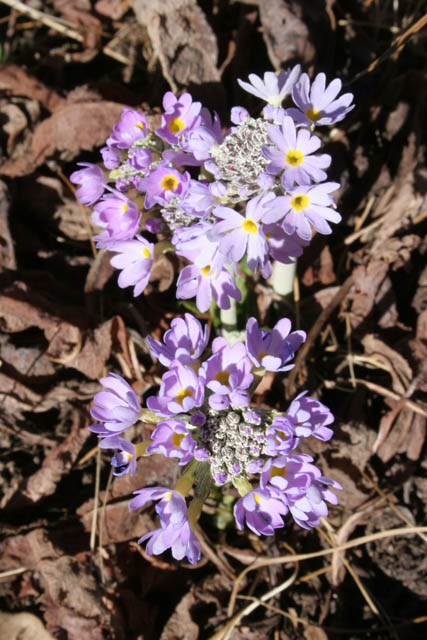 Flowers on the way to Mt. Victoria. Chin State. Myanmar (Burma).