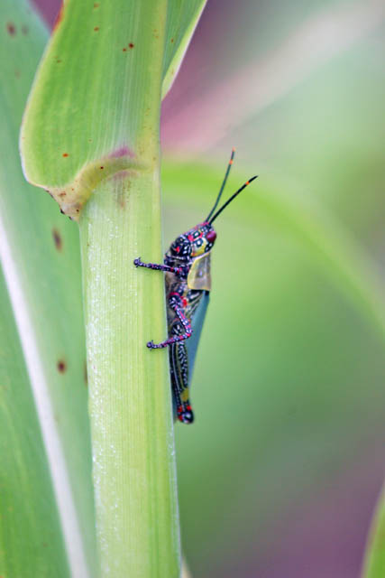 Grasshoper. Natitingou. Benin.