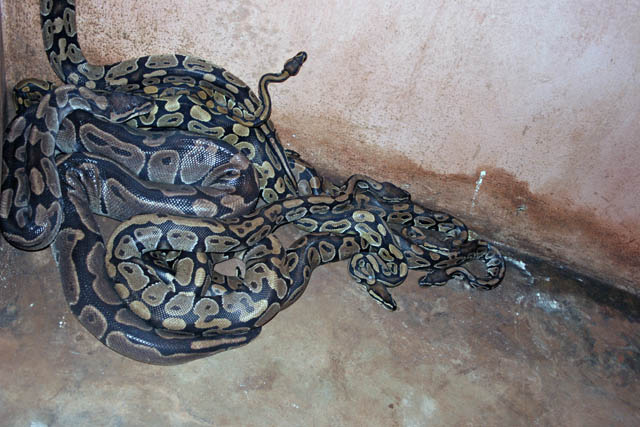 Pythons at Voodoo temple "Temples des Serpents", Ouidah town. Benin.