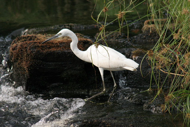 Heron, Lobe River. Cameroon.