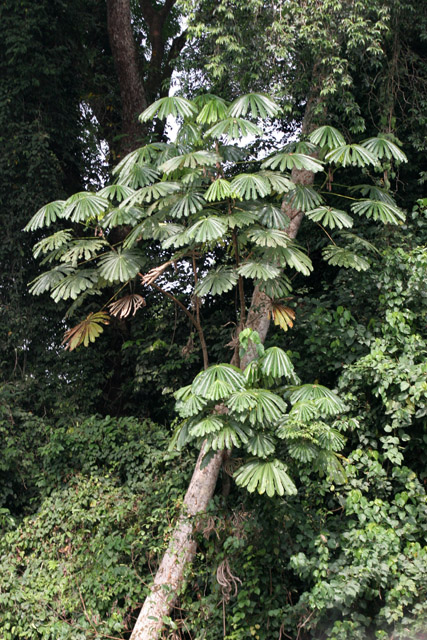 Lobe River. Cameroon.