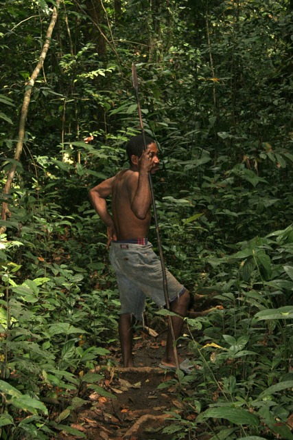 Pygmy is hunting, village down to the Lobe River. The Pygmy people are gatherers and hunters. They hunt animals such as antelopes, pigs and monkeys, and also gather honey, wild yams, berries and other plants. Cameroon.