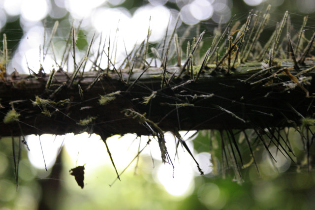The Korup National Park is in western Cameroon against the Nigerian border. It has 1259 sq km of tropical rainforest known for its high biological diversity, including more than 50 species of large mammals. Cameroon.