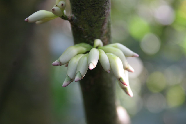 The Korup National Park is in western Cameroon against the Nigerian border. It has 1259 sq km of tropical rainforest known for its high biological diversity, including more than 50 species of large mammals. Cameroon.