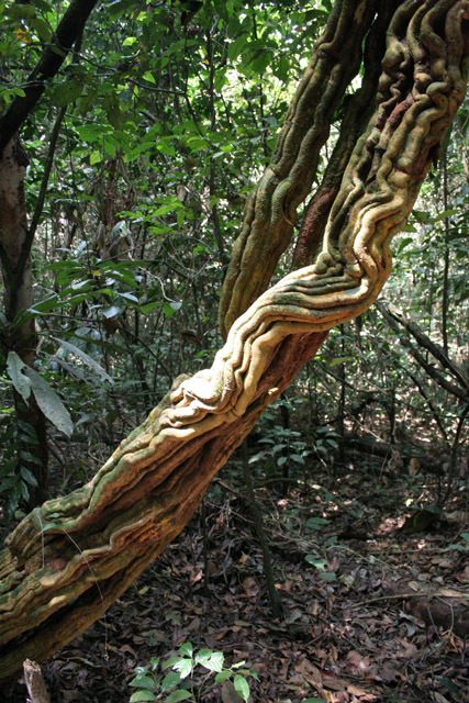 Liana, Korup National Park. Cameroon.