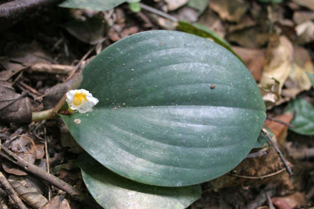 The Korup National Park is in western Cameroon against the Nigerian border. It has 1259 sq km of tropical rainforest known for its high biological diversity, including more than 50 species of large mammals. Cameroon.