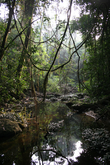The Korup National Park is in western Cameroon against the Nigerian border. It has 1259 sq km of tropical rainforest known for its high biological diversity, including more than 50 species of large mammals. Cameroon.