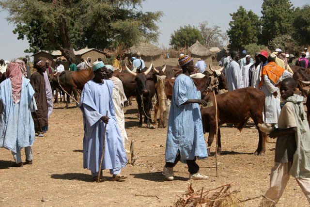 Village market at Kujapa - cattle part. Mandara Mountains area. Cameroon.