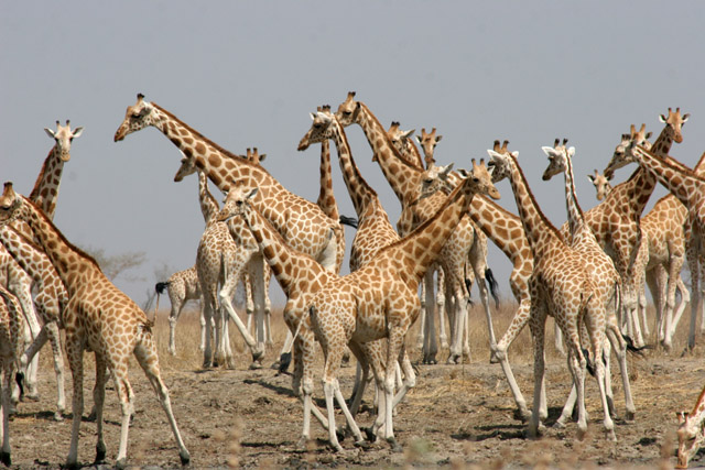Giraffes. Waza National Park. Cameroon.
