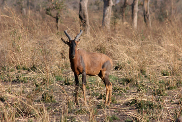 Red Hartebeast, Waza National Park. Cameroon.
