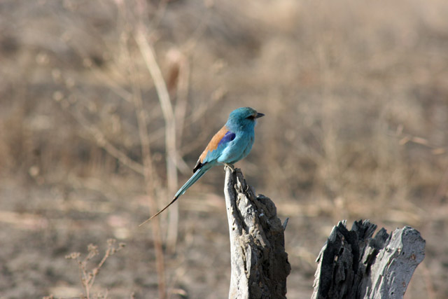 Lilac-breasted Roller, Waza National Park. Cameroon.
