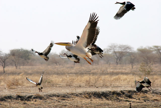 White Pelicans. Waza National Park. Cameroon.