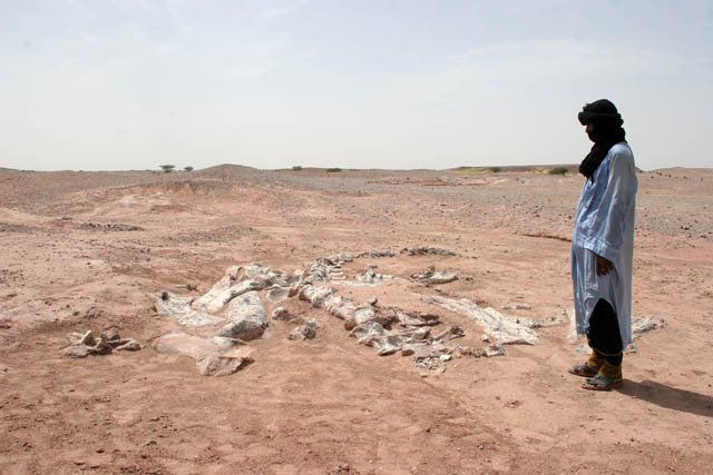 Skeleton of dinosaur - brontosaurus. Dinosaur cemetery near Agadez town. Niger.