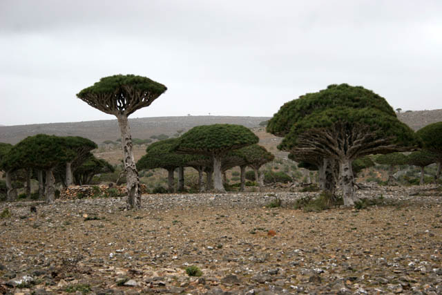 Endemic trees Dragon's blood (Dracaena cinnabari) at Dixam Plateau. Socotra (Suqutra) island. Yemen.