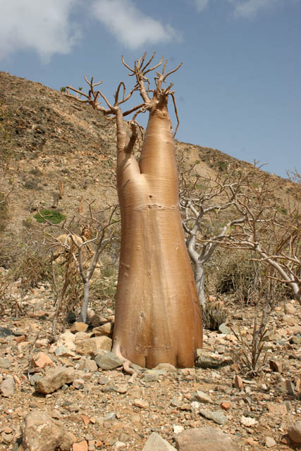 Socotran Desert Rose (Adenium obesum sokotranum). Dixam Plateau. Socotra (Suqutra) island. Yemen.