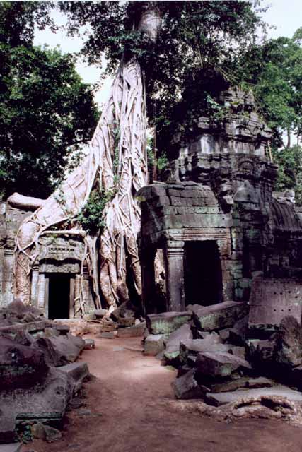 Ta Prohm - temple in jungle. Angkor Wat area. Cambodia.
