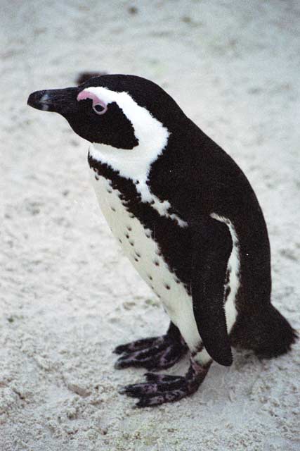 Penguins at Boulders Beach. South Africa.