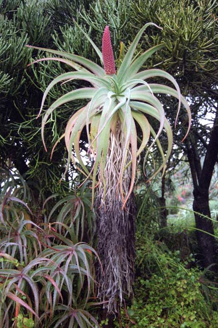 Kirstenbosch Botanic Gardens, Cape Town. South Africa.