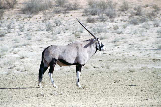 Gemsbok, Kalahari Gemsbok National Park. South Africa.