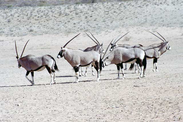 Gemsbok, Kalahari Gemsbok National Park. South Africa.