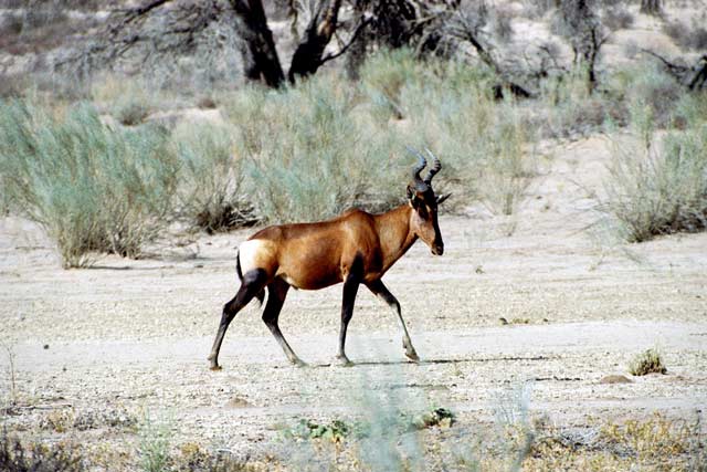 Red hartebeest, Kalahari Gemsbok National Park. South Africa.