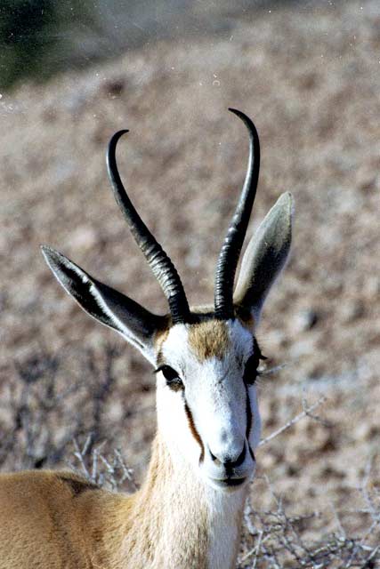 Springbok, Kalahari Gemsbok National Park. South Africa.