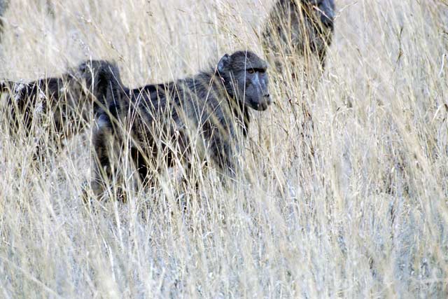 Baboon, Pilansberg National Park. South Africa.