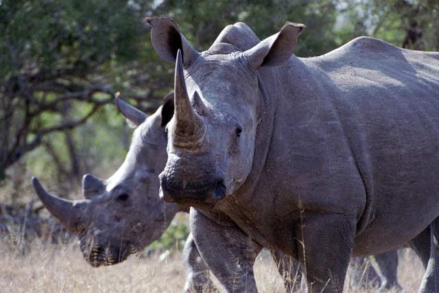 White rhino, Kruger National Park. South Africa.